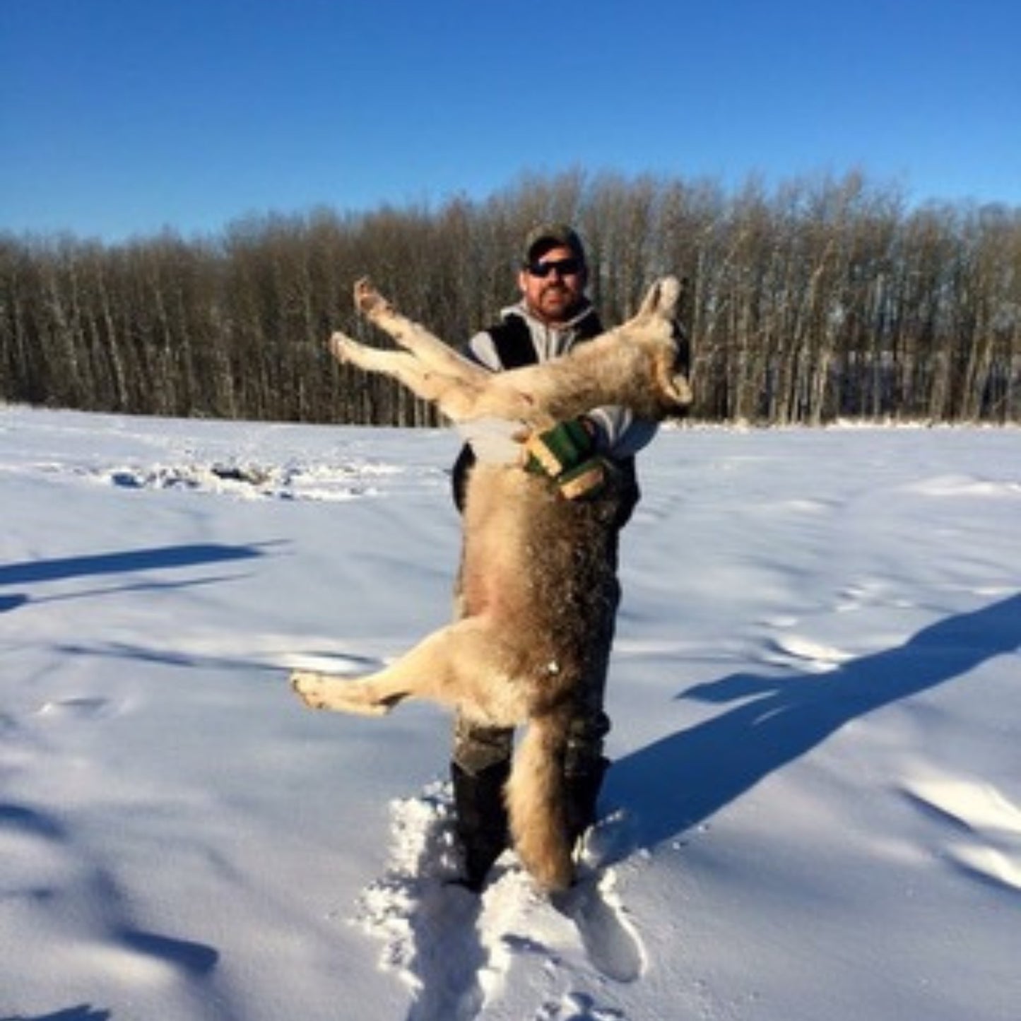 5-Day Guided Wolf Hunt