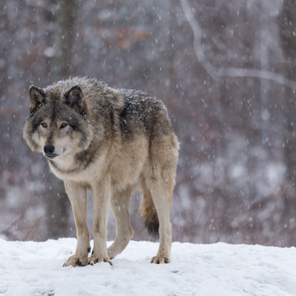 5-Day Guided Wolf Hunt