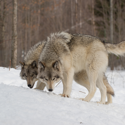 5-Day Guided Wolf Hunt